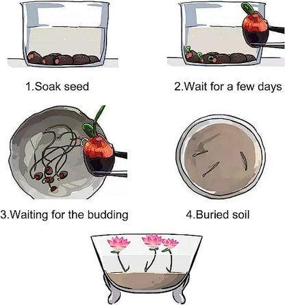 Bonsai Lotus Flower Seeds – Elegant Miniature Blooms for Home & Garden (Pack of 20)