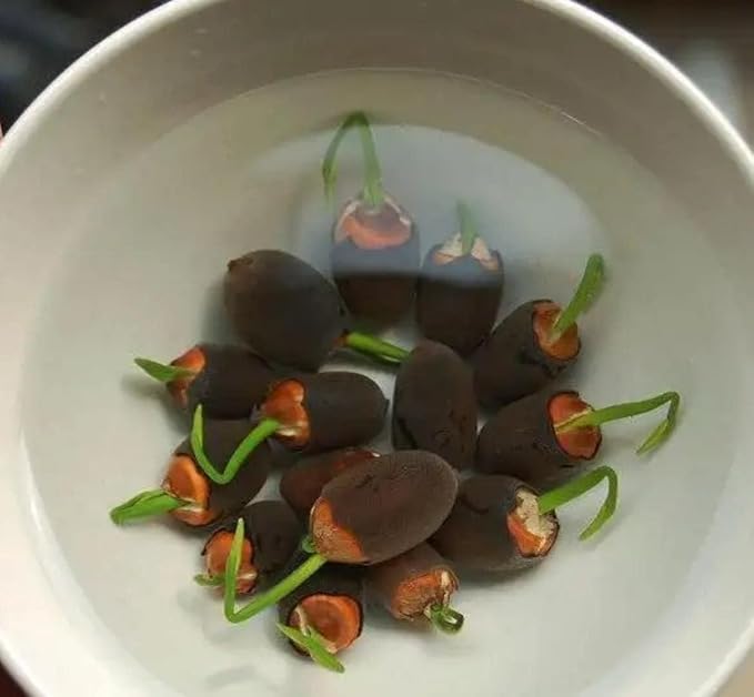 Bonsai Lotus Flower Seeds – Elegant Miniature Blooms for Home & Garden (Pack of 20)