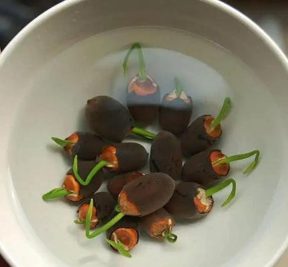 Bonsai Lotus Flower Seeds – Elegant Miniature Blooms for Home & Garden (Pack of 20)