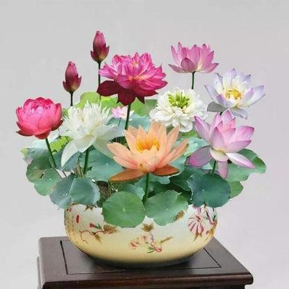 Bonsai Lotus Flower Seeds – Elegant Miniature Blooms for Home & Garden (Pack of 20)