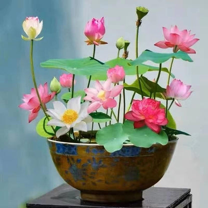Bonsai Lotus Flower Seeds – Elegant Miniature Blooms for Home & Garden (Pack of 20)