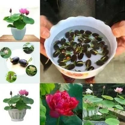 Bonsai Lotus Flower Seeds – Elegant Miniature Blooms for Home & Garden (Pack of 20)